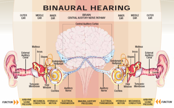Binaural Hearing